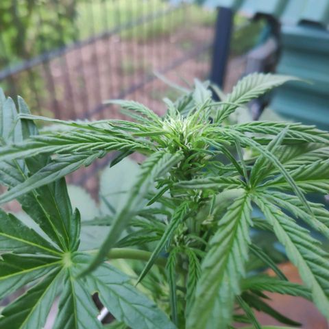 Sweet Cheese Auto #1 growlog timeline photo
