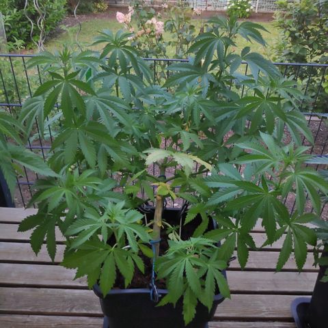 Queen #1 (Skunk) growlog timeline photo