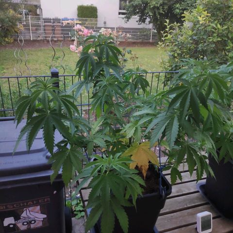 Queen #2 (Skunk) growlog timeline photo