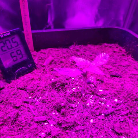 Cream Mandarine XL Auto #3 growlog timeline photo