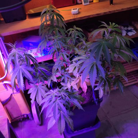 Queen #2 (Skunk) growlog timeline photo