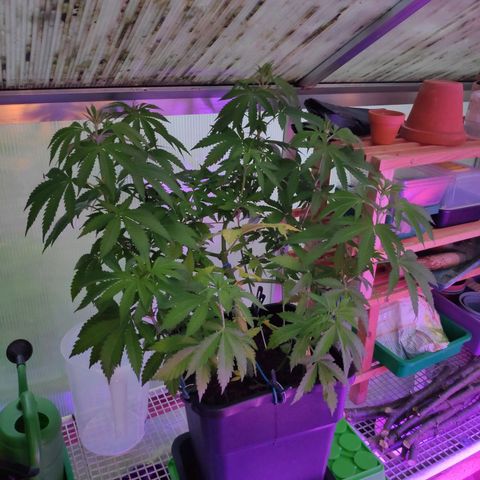 Queen #1 (Skunk) growlog timeline photo