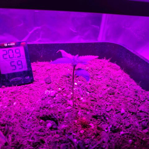 Cream Mandarine XL Auto #3 growlog timeline photo