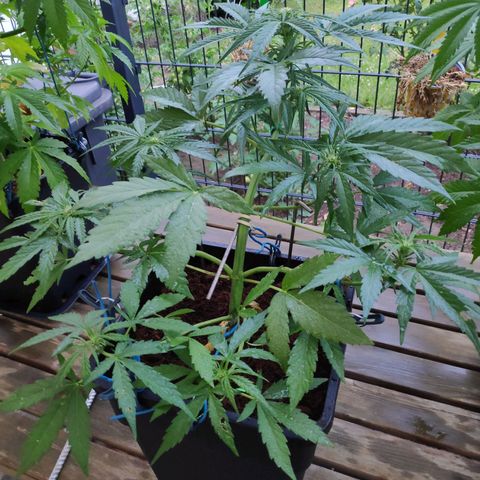 Sweet Cheese Auto #1 growlog timeline photo