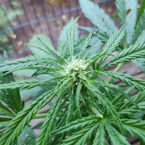 Sweet Cheese Auto #1 growlog timeline photo