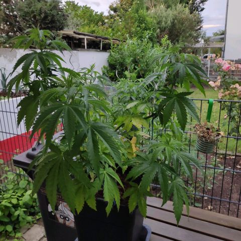 Queen #2 (Skunk) growlog timeline photo