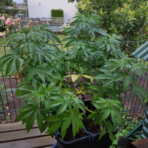 Queen #1 (Skunk) growlog timeline photo