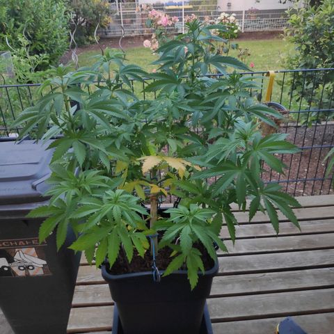 Queen #1 (Skunk) growlog timeline photo
