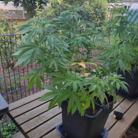 Queen #1 (Skunk) growlog timeline photo