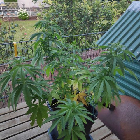 Queen #2 (Skunk) growlog timeline photo