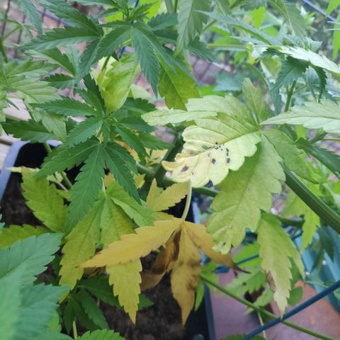 Queen #2 (Skunk) growlog timeline photo