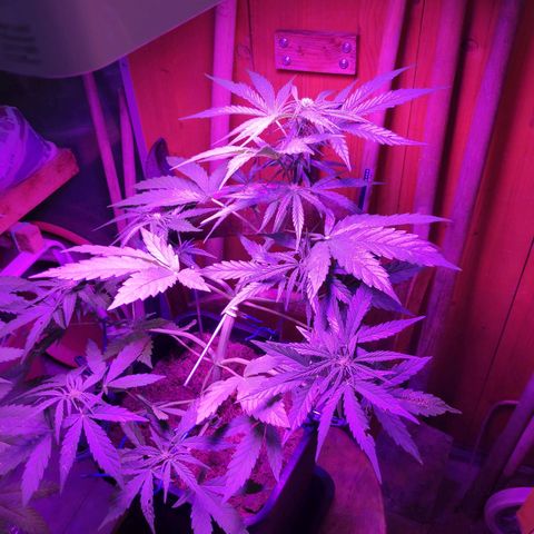 Sweet Cheese Auto #1 growlog timeline photo