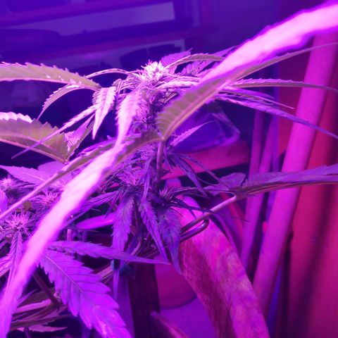 Sweet Cheese Auto #1 growlog timeline photo