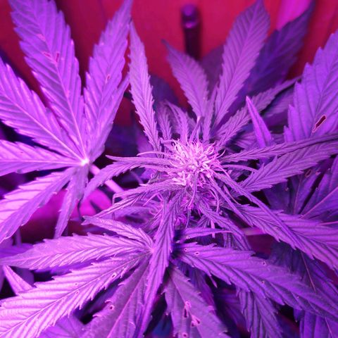 Sweet Cheese Auto #1 growlog timeline photo