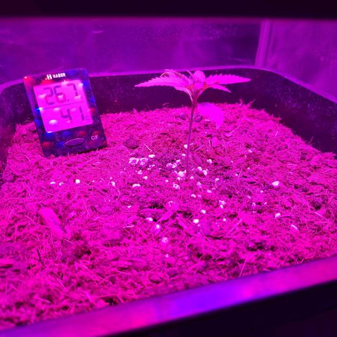 Cream Mandarine XL Auto #3 growlog timeline photo