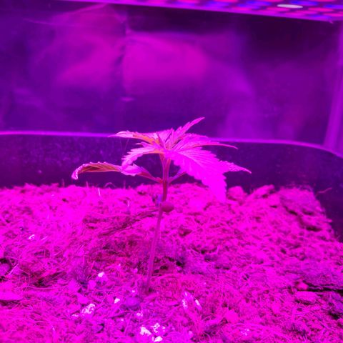 Cream Mandarine XL Auto #3 growlog timeline photo