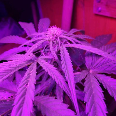 Sweet Cheese Auto #1 growlog timeline photo