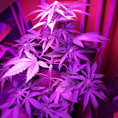 Sweet Cheese Auto #1 growlog timeline photo