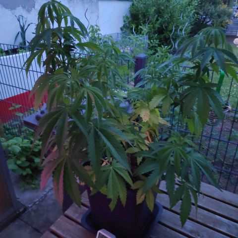 Queen #2 (Skunk) growlog timeline photo