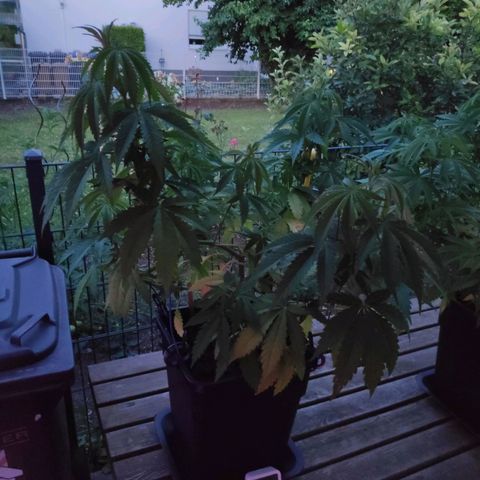 Queen #2 (Skunk) growlog timeline photo