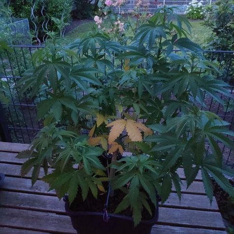 Queen #1 (Skunk) growlog timeline photo