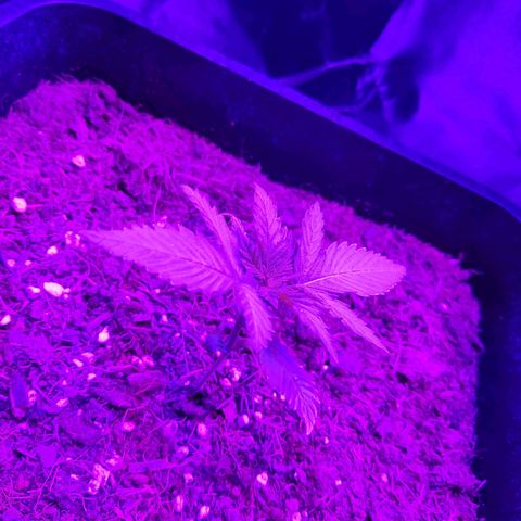 Cream Mandarine XL Auto #3 growlog timeline photo