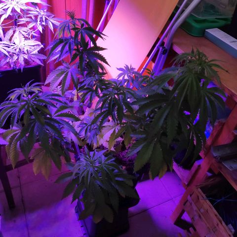 Queen #2 (Skunk) growlog timeline photo