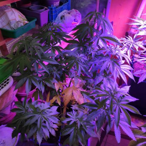 Queen #1 (Skunk) growlog timeline photo