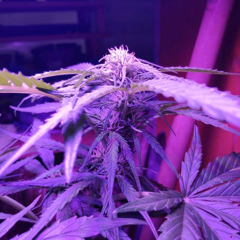 Sweet Cheese Auto #1 growlog timeline photo