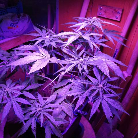 Sweet Cheese Auto #1 growlog timeline photo