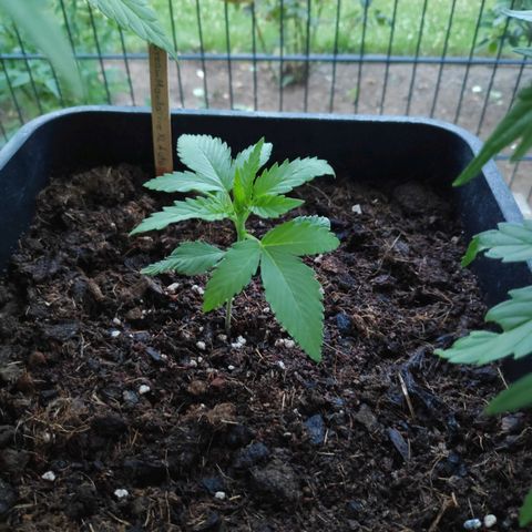 Cream Mandarine XL Auto #3 growlog timeline photo