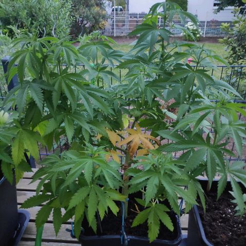 Queen #1 (Skunk) growlog timeline photo