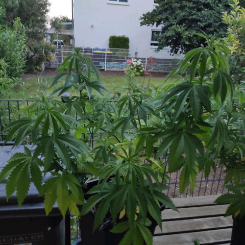 Queen #2 (Skunk) growlog timeline photo