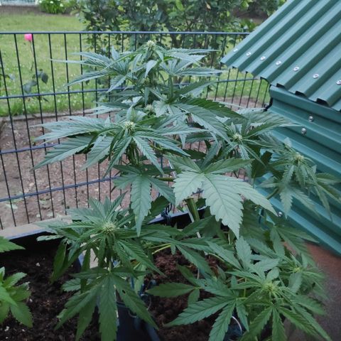Sweet Cheese Auto #1 growlog timeline photo