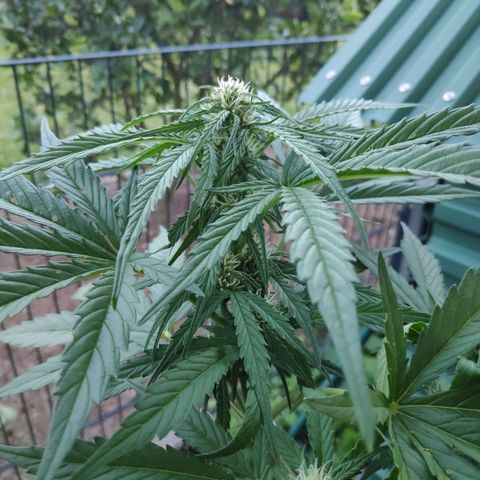 Sweet Cheese Auto #1 growlog timeline photo