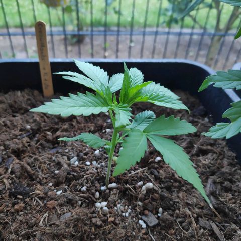 Cream Mandarine XL Auto #3 growlog timeline photo