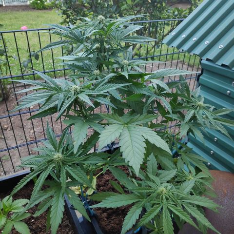 Sweet Cheese Auto #1 growlog timeline photo