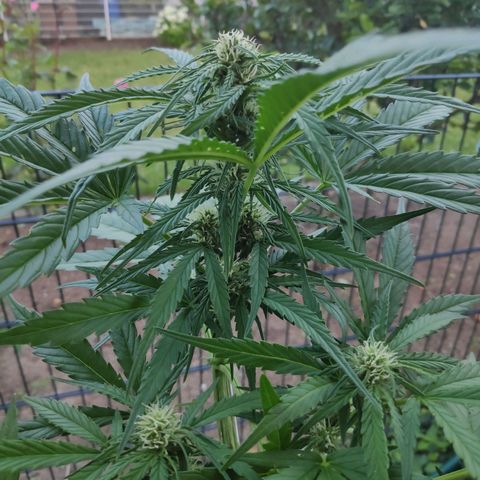 Sweet Cheese Auto #1 growlog timeline photo