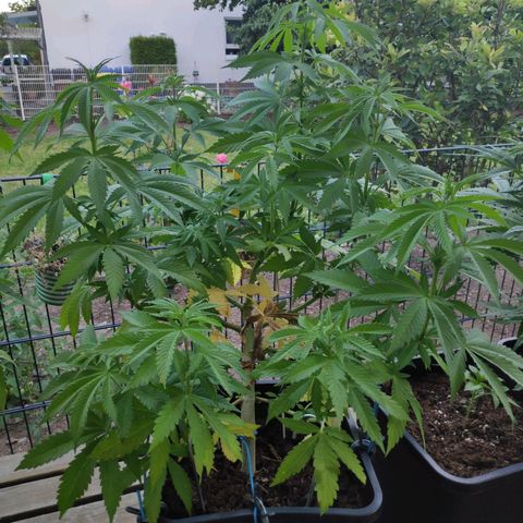 Queen #1 (Skunk) growlog timeline photo