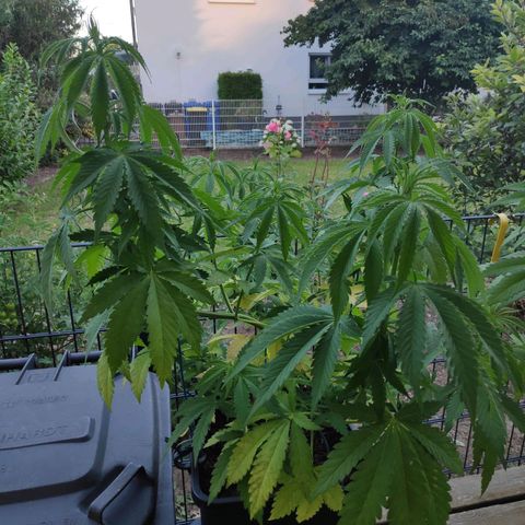 Queen #2 (Skunk) growlog timeline photo
