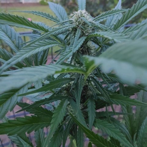 Sweet Cheese Auto #1 growlog timeline photo