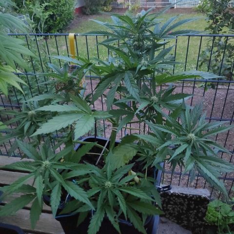 Sweet Cheese Auto #1 growlog timeline photo