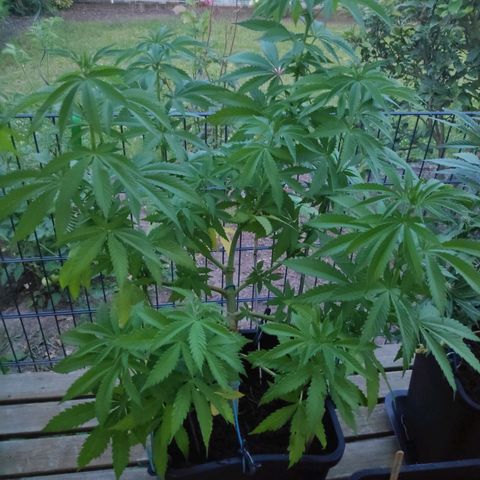 Queen #1 (Skunk) growlog timeline photo