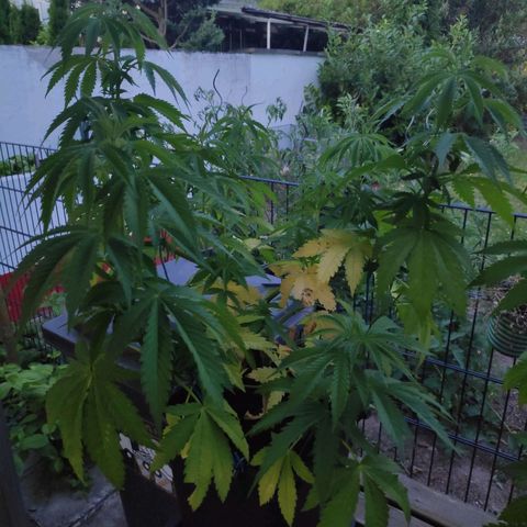 Queen #2 (Skunk) growlog timeline photo