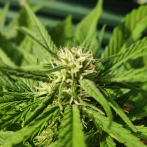 Sweet Cheese Auto #1 growlog timeline photo