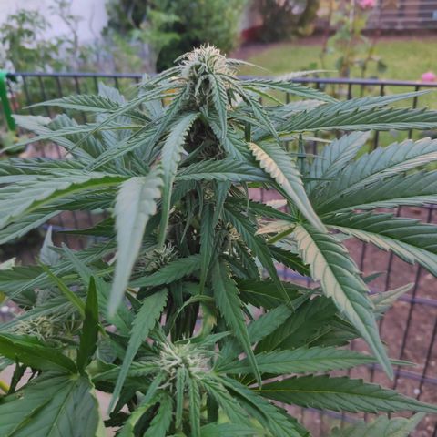 Sweet Cheese Auto #1 growlog timeline photo