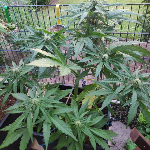 Sweet Cheese Auto #1 growlog timeline photo