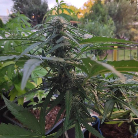 Sweet Cheese Auto #1 growlog timeline photo