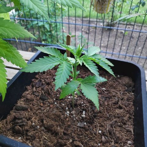 Cream Mandarine XL Auto #3 growlog timeline photo