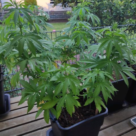 Queen #1 (Skunk) growlog timeline photo